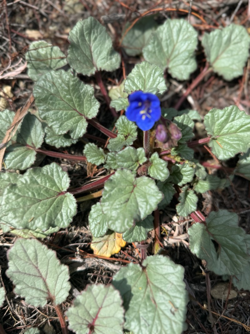 Phacelia campanularia var. campanularia photo 4
