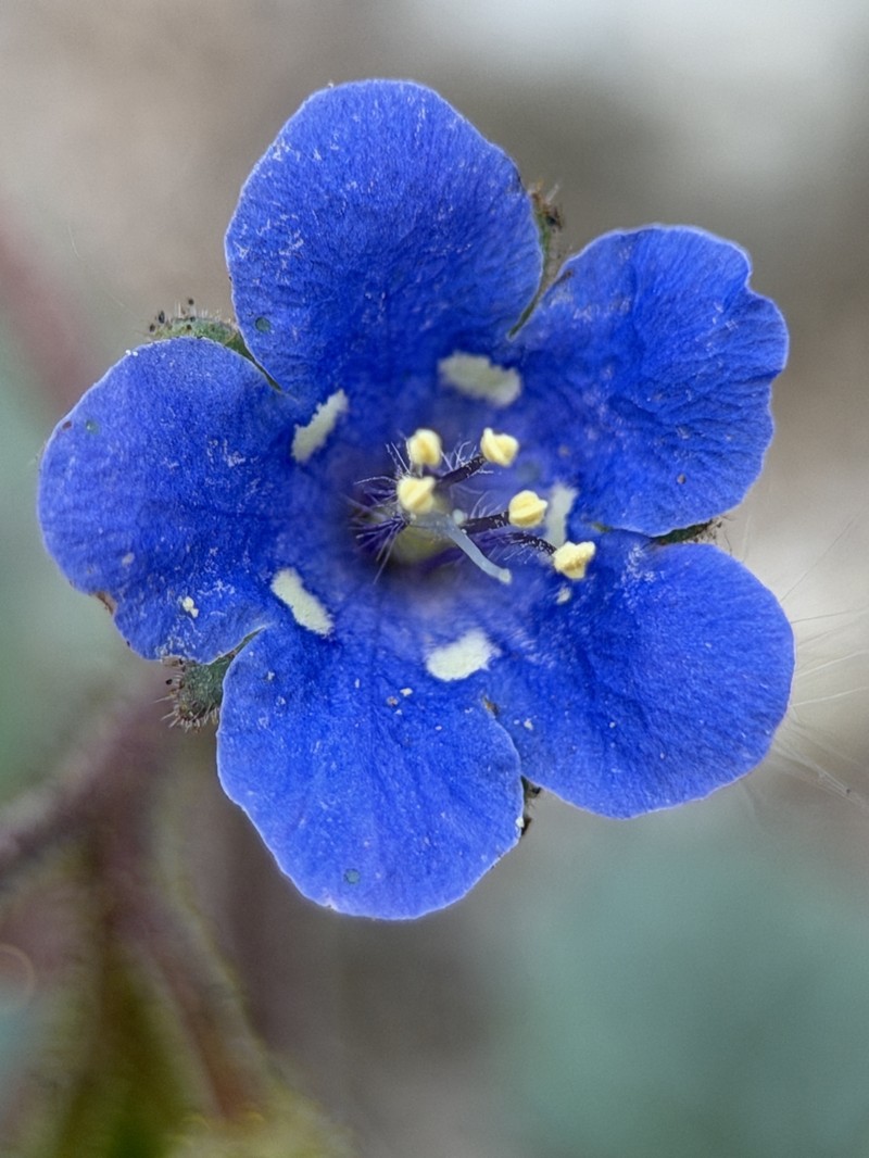 Phacelia campanularia var. campanularia photo 5