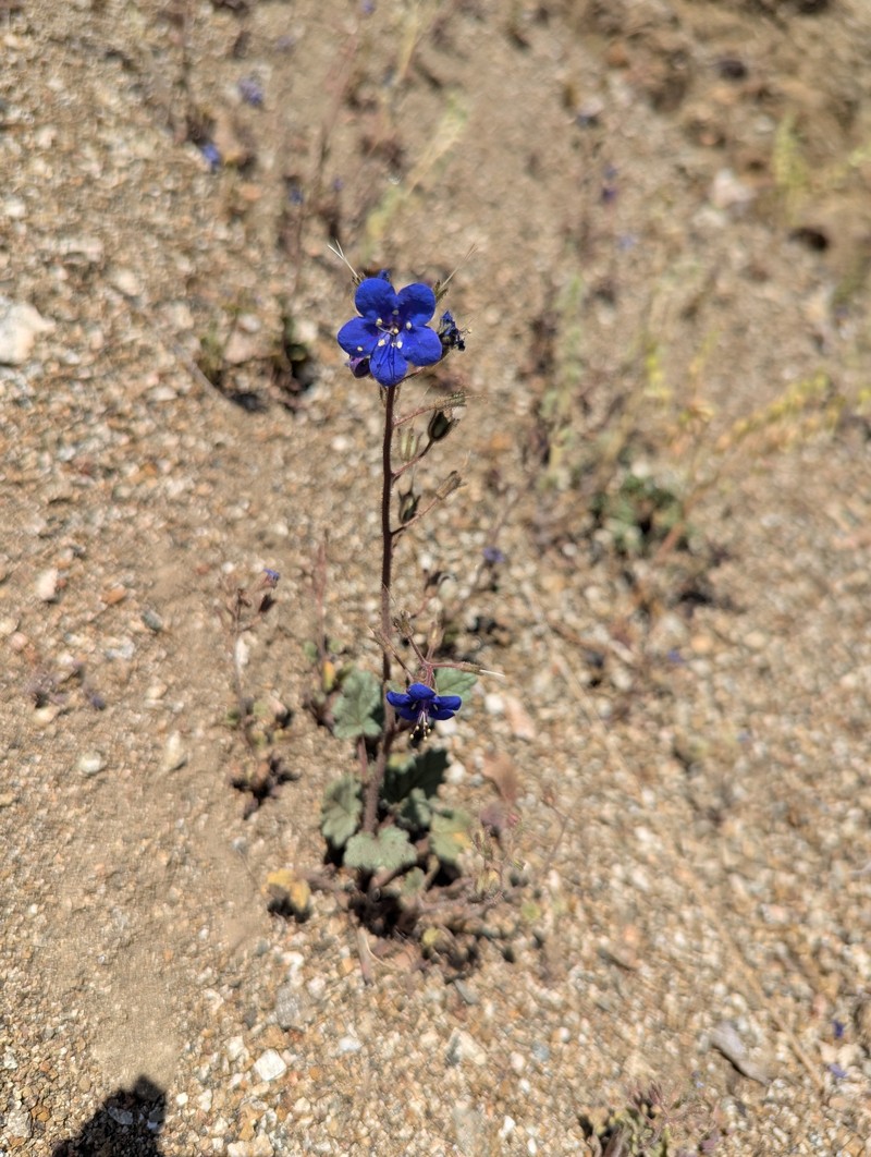 Phacelia campanularia var. campanularia photo 6