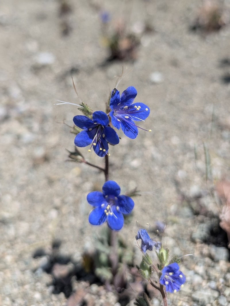 Phacelia campanularia var. campanularia photo 7