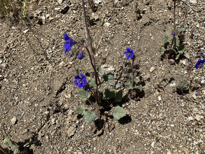 Phacelia campanularia var. campanularia photo 8
