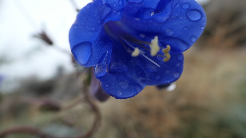 Phacelia campanularia var. vasiformis