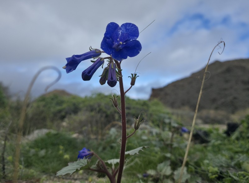 Phacelia campanularia var. vasiformis photo 2