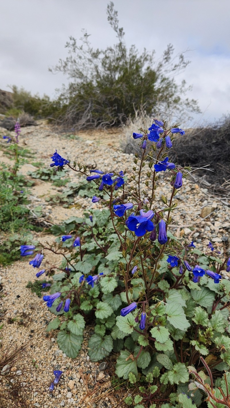 Phacelia campanularia var. vasiformis photo 3