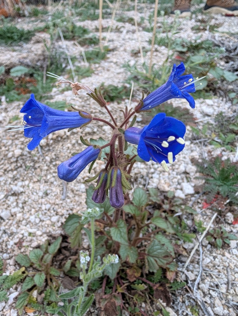 Phacelia campanularia var. vasiformis photo 4