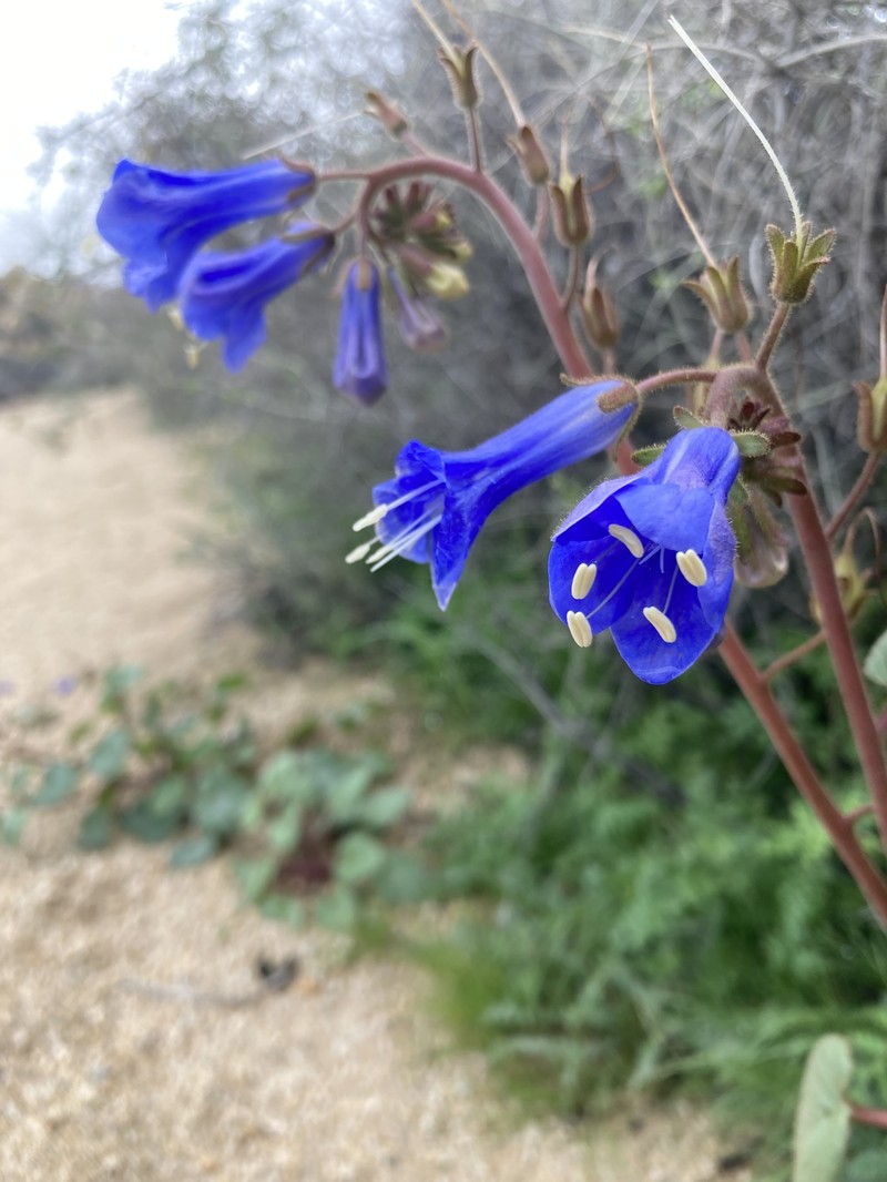 Phacelia campanularia var. vasiformis photo 5