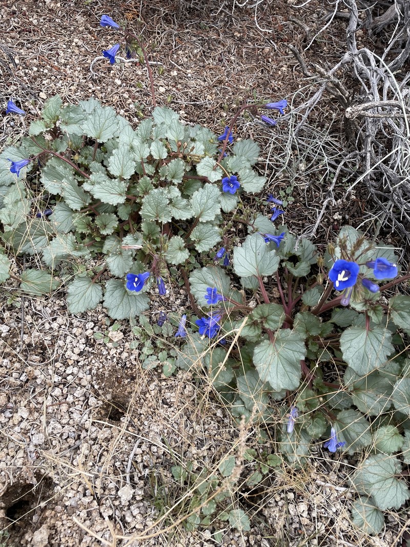 Phacelia campanularia var. vasiformis photo 6