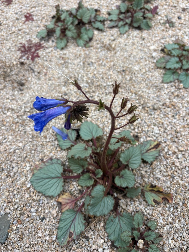 Phacelia campanularia var. vasiformis photo 7