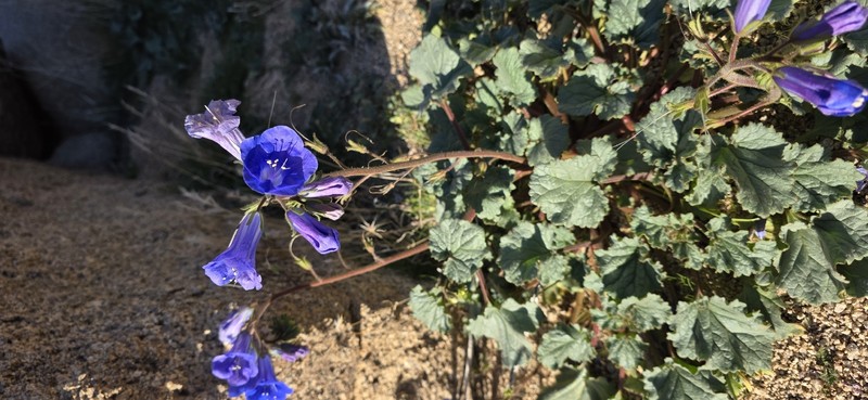 Phacelia campanularia var. vasiformis photo 8
