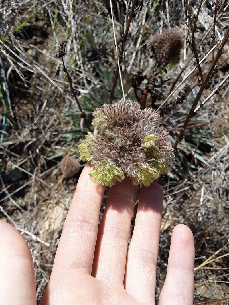 Clustered Phacelia
