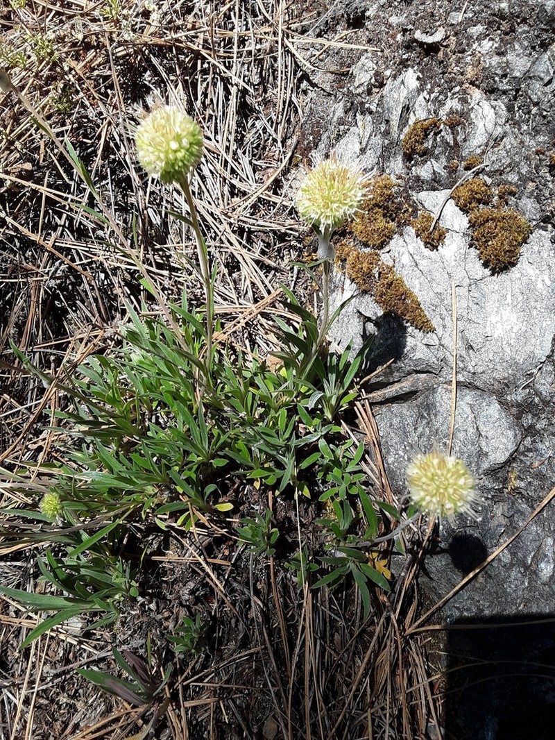 Clustered Phacelia photo 3