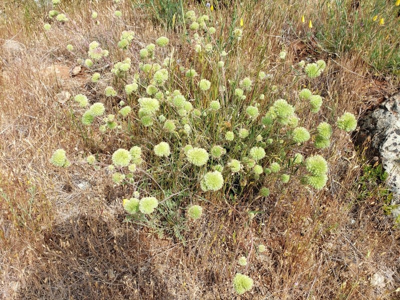 Clustered Phacelia photo 5