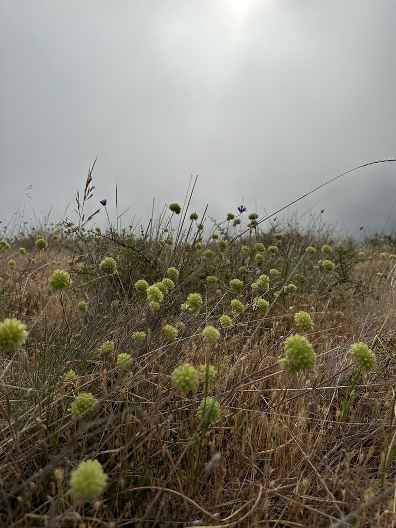 Clustered Phacelia photo 6