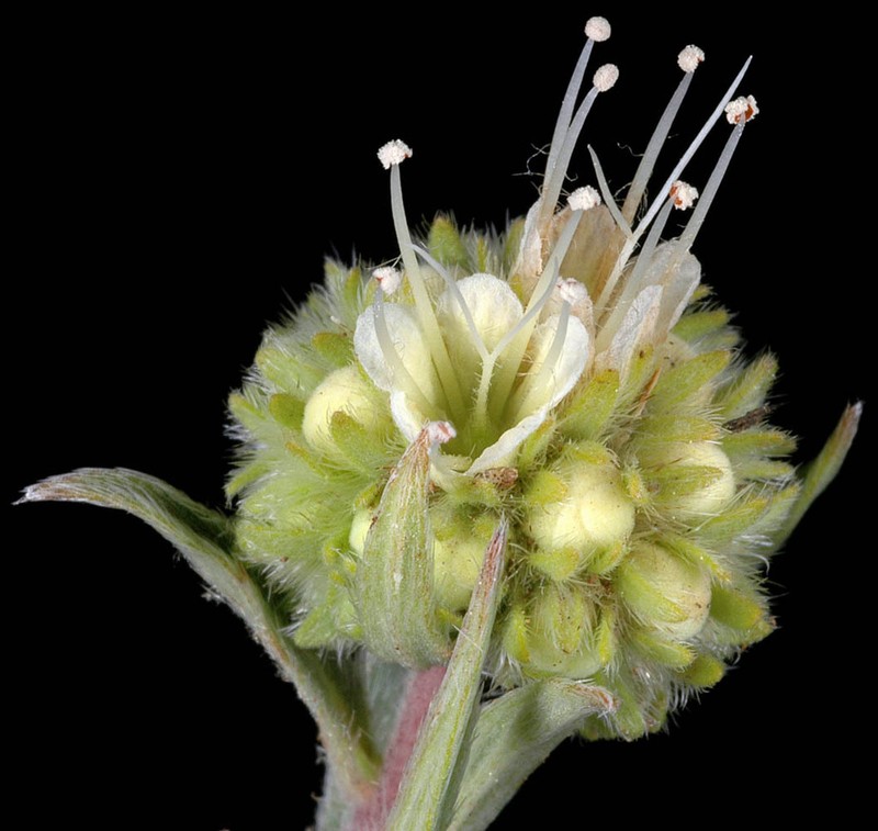 Clustered Phacelia photo 7