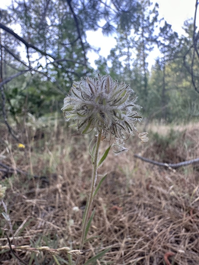 Clustered Phacelia photo 8