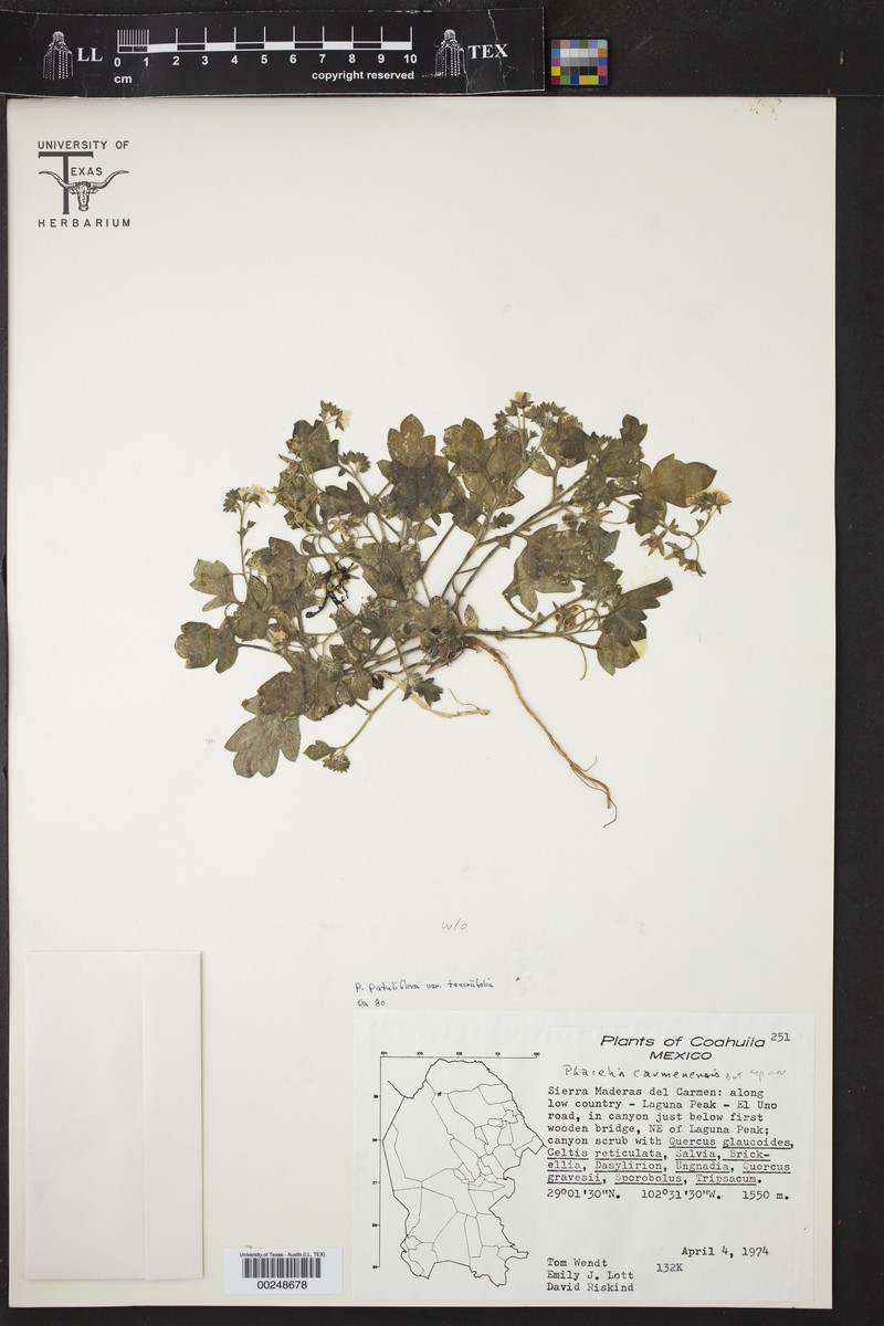 Phacelia carmenensis