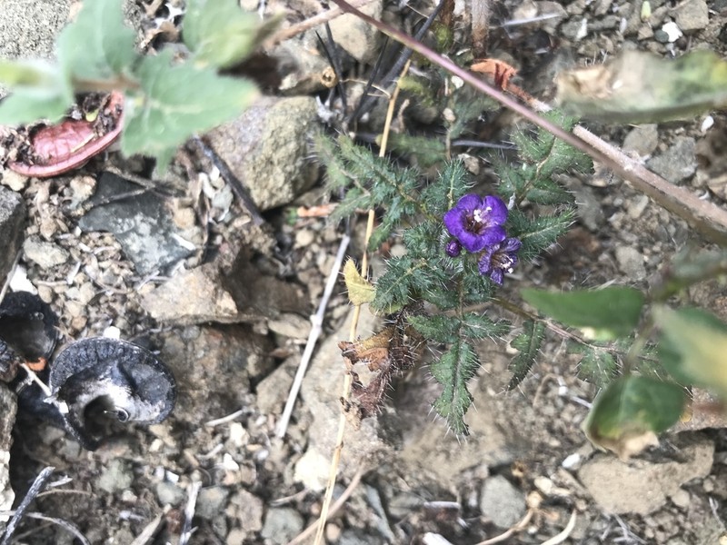 Phacelia cedrosensis