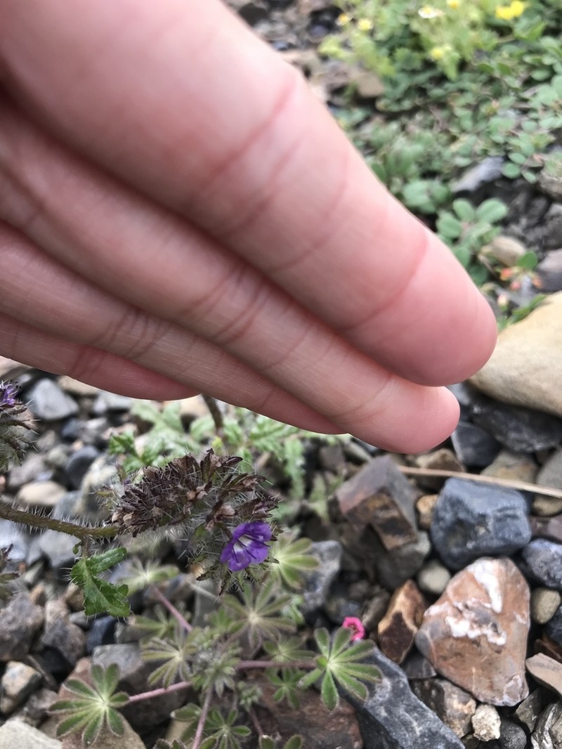 Phacelia cedrosensis photo 3