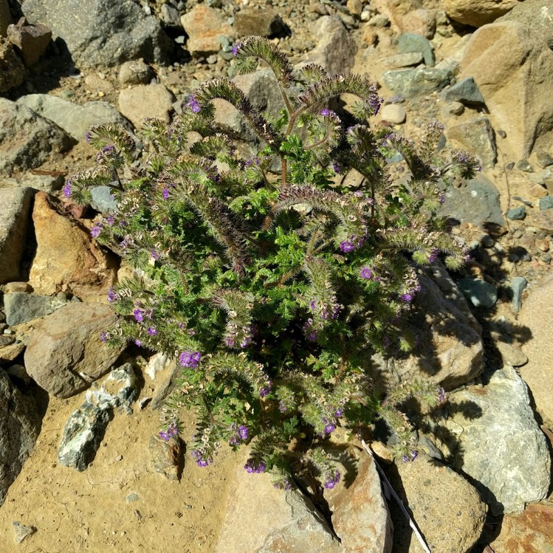 Phacelia cedrosensis photo 5