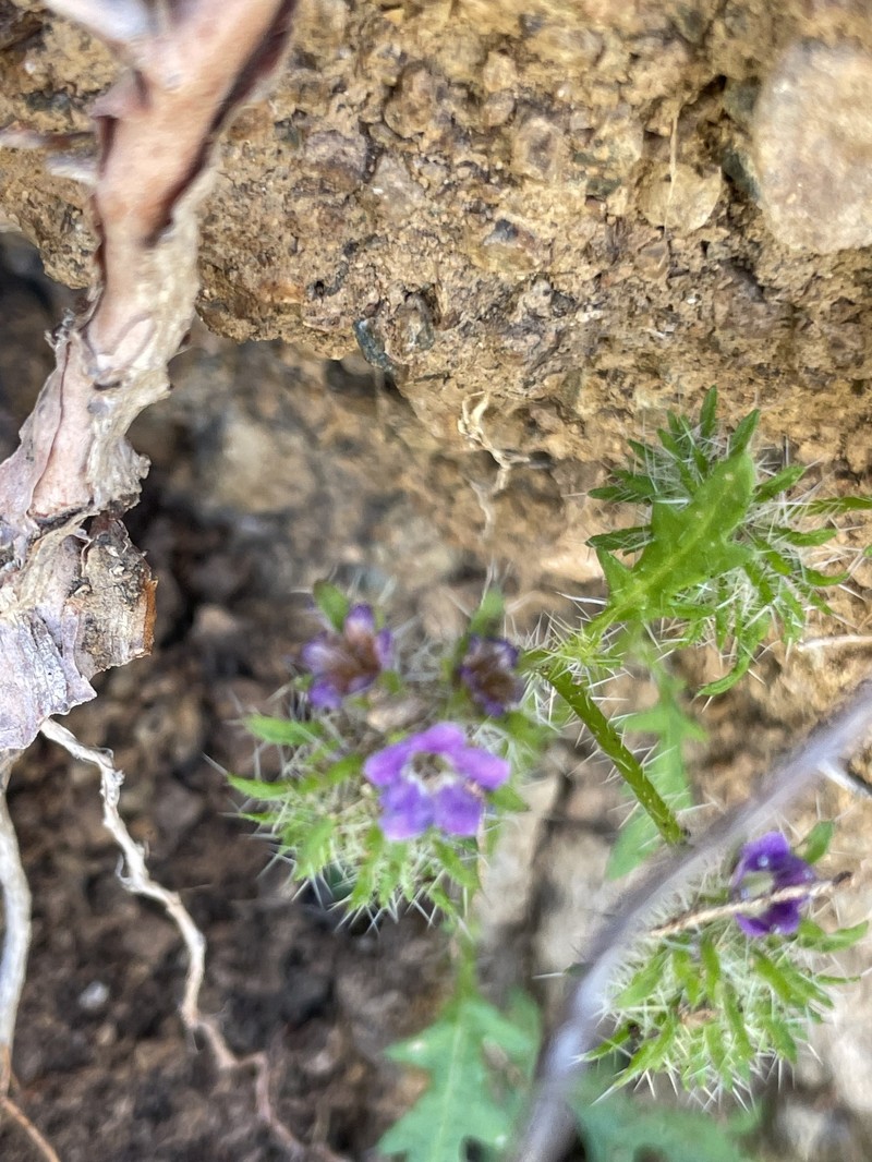 Phacelia cedrosensis photo 6