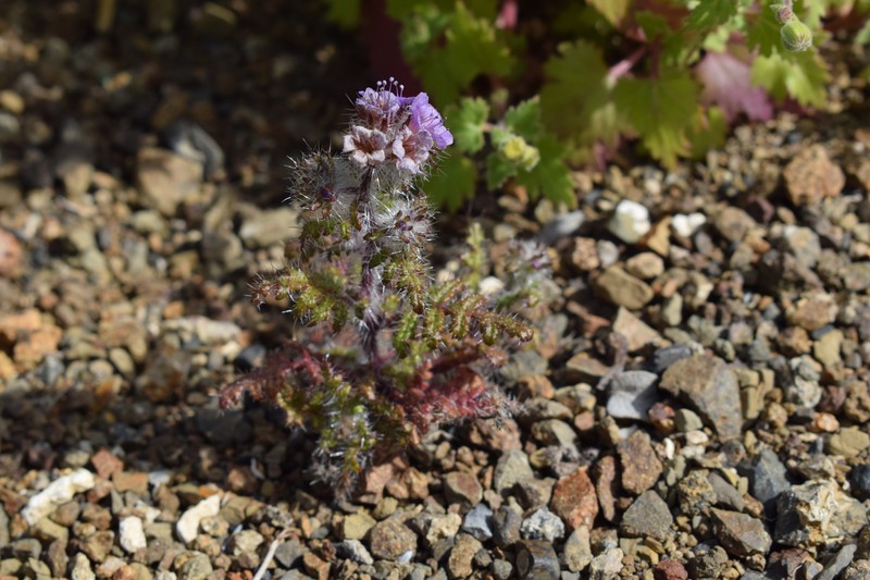 Phacelia cedrosensis photo 8