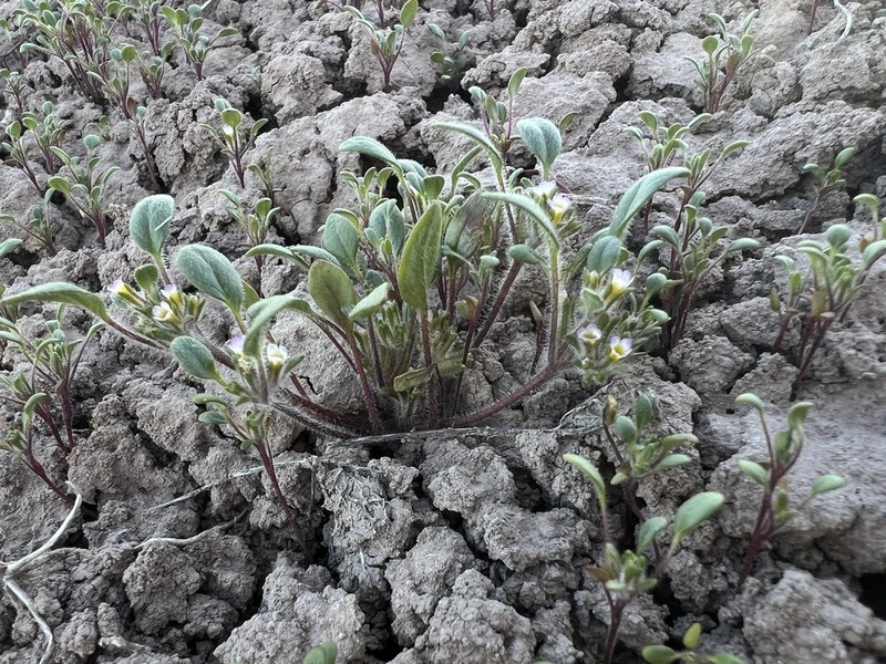 Virgin Phacelia photo 2