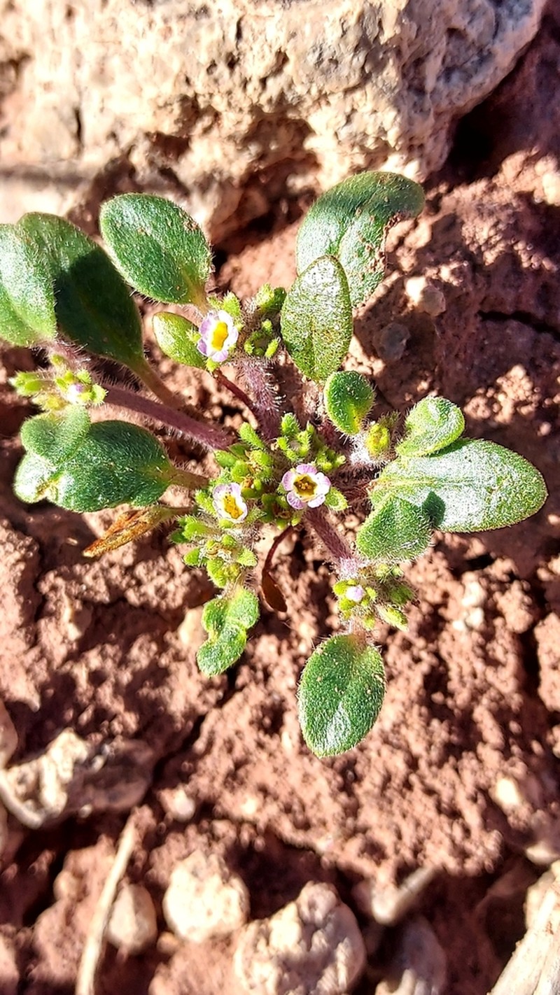 Virgin Phacelia photo 3