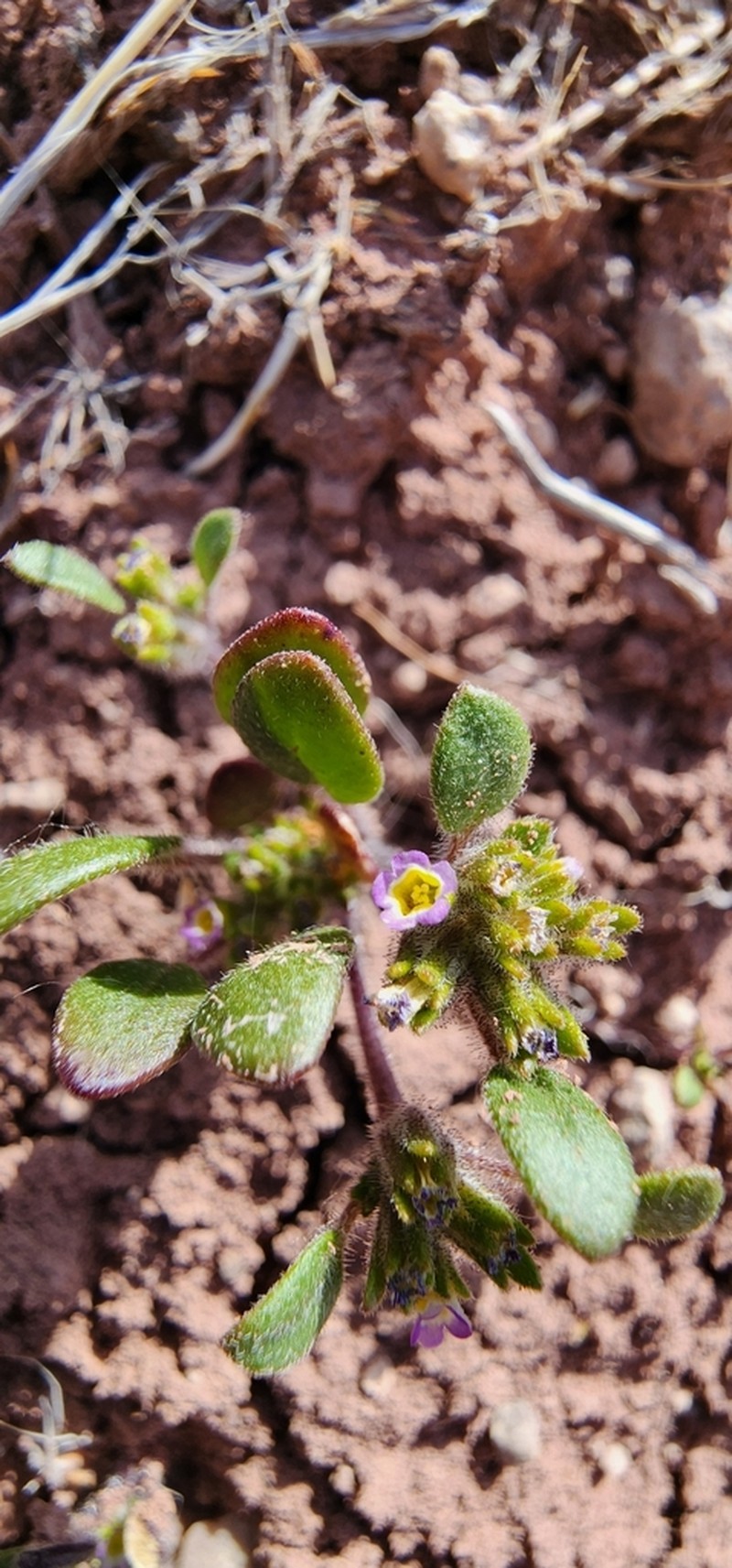 Virgin Phacelia photo 4