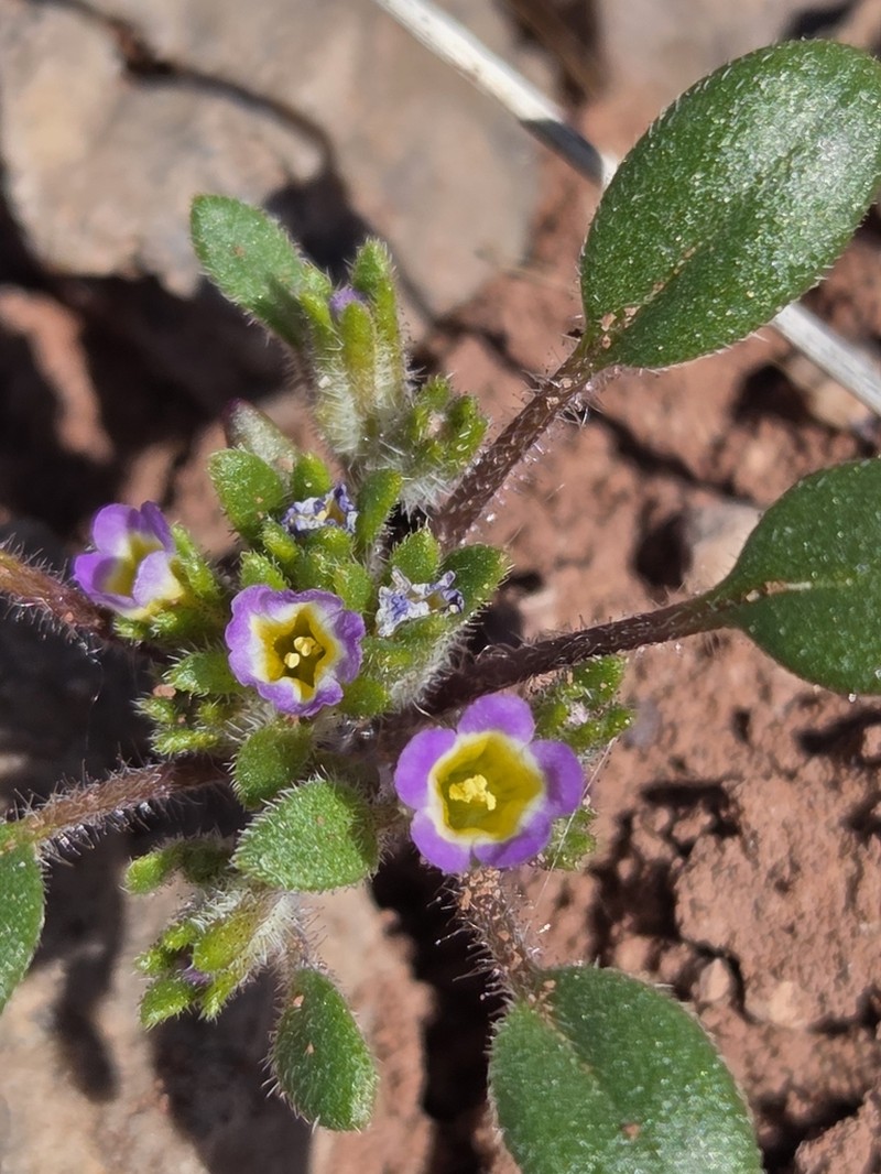 Virgin Phacelia photo 5