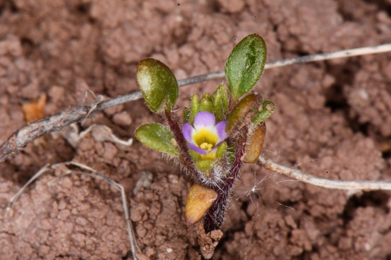 Virgin Phacelia photo 6