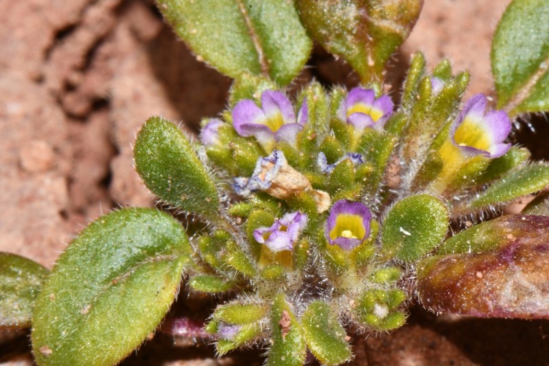Virgin Phacelia photo 8
