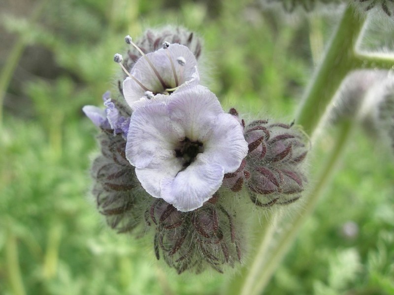 Caterpillar Phacelia photo 4