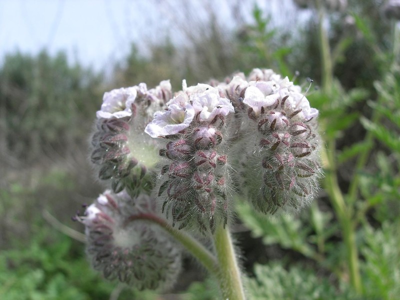 Caterpillar Phacelia
