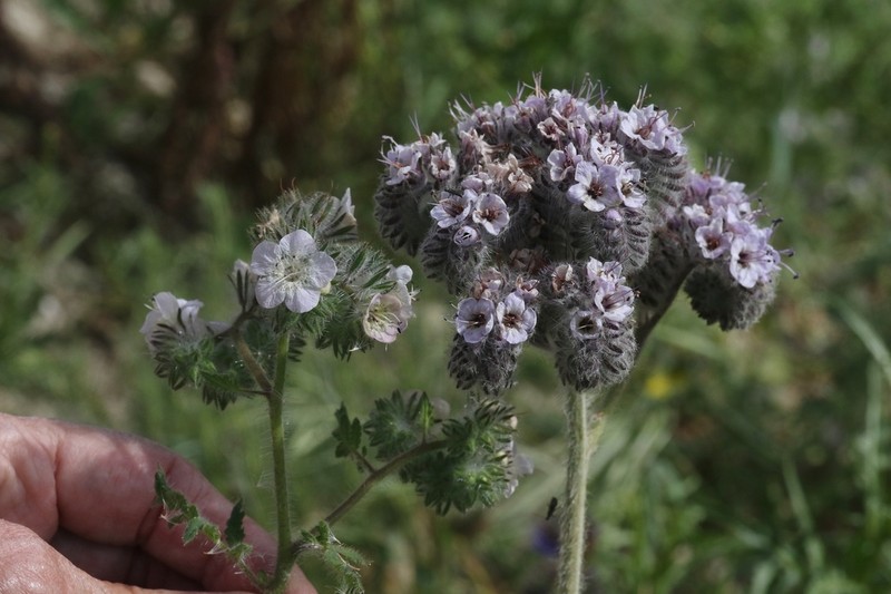 Caterpillar Phacelia photo 3