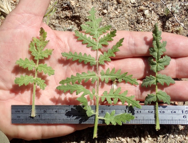 Caterpillar Phacelia photo 4
