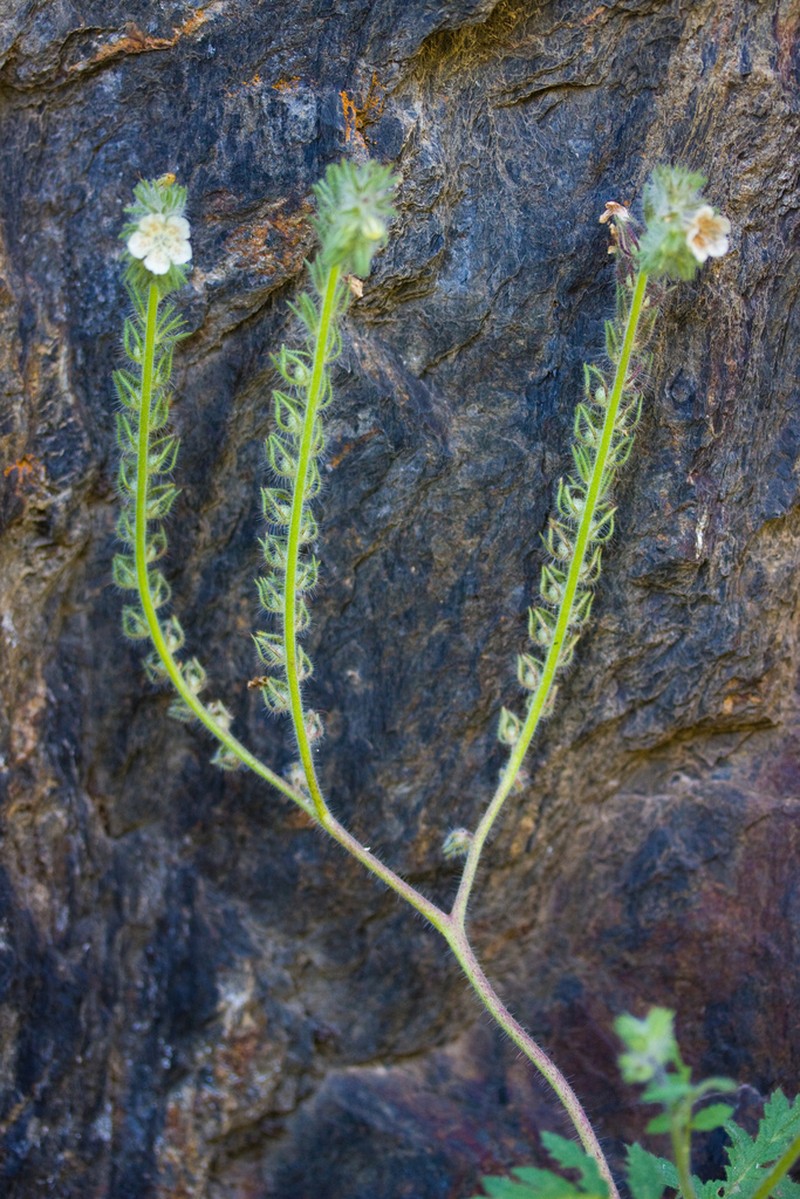 Caterpillar Phacelia photo 5