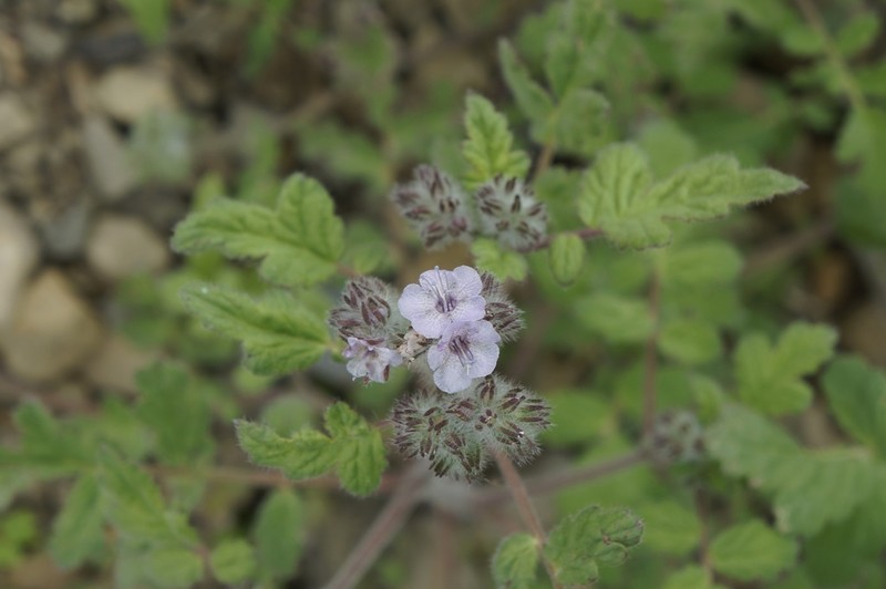 Caterpillar Phacelia photo 6