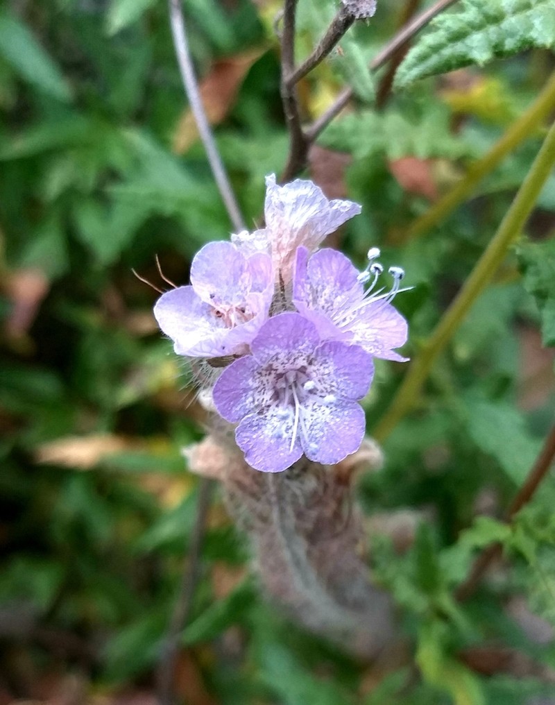 Caterpillar Phacelia photo 7