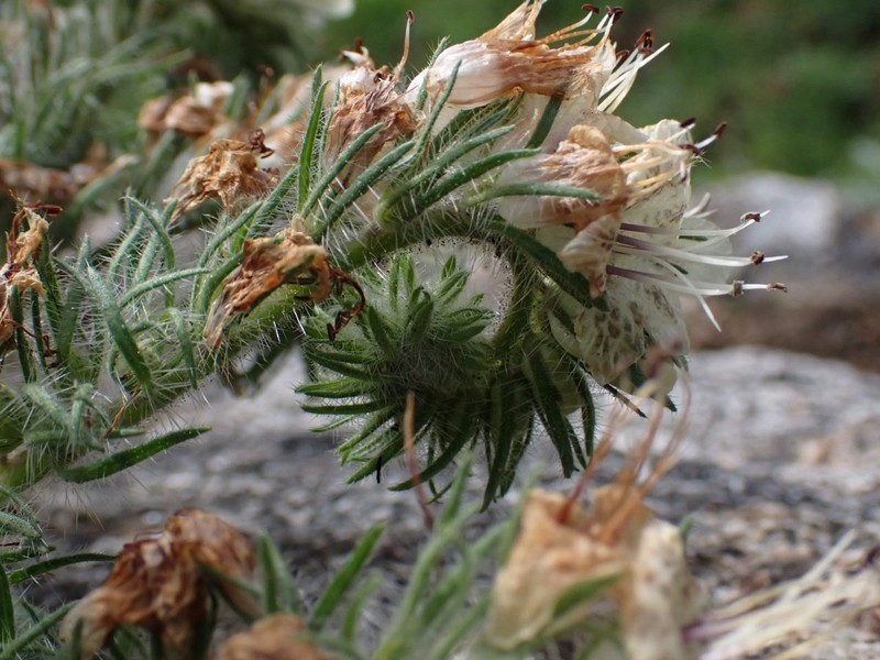Phacelia cicutaria var. cicutaria