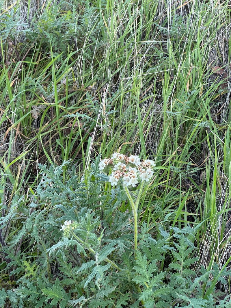 Phacelia cicutaria var. cicutaria photo 2