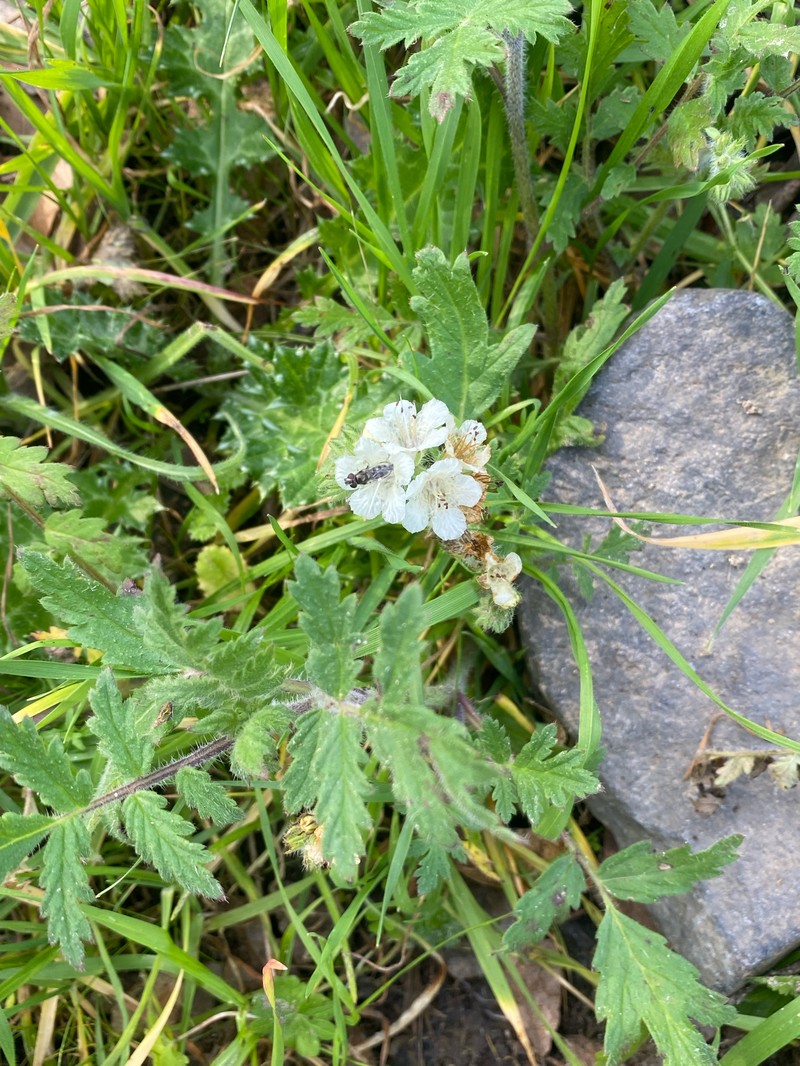 Phacelia cicutaria var. cicutaria photo 3