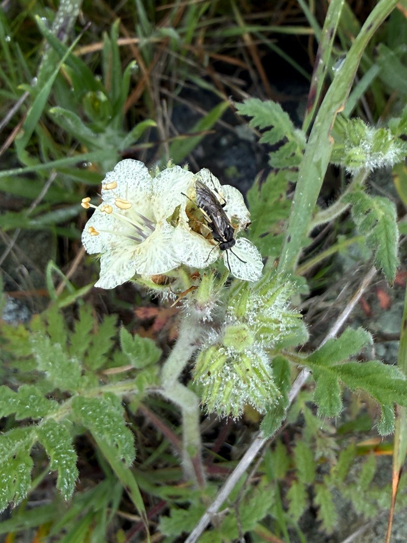 Phacelia cicutaria var. cicutaria photo 4