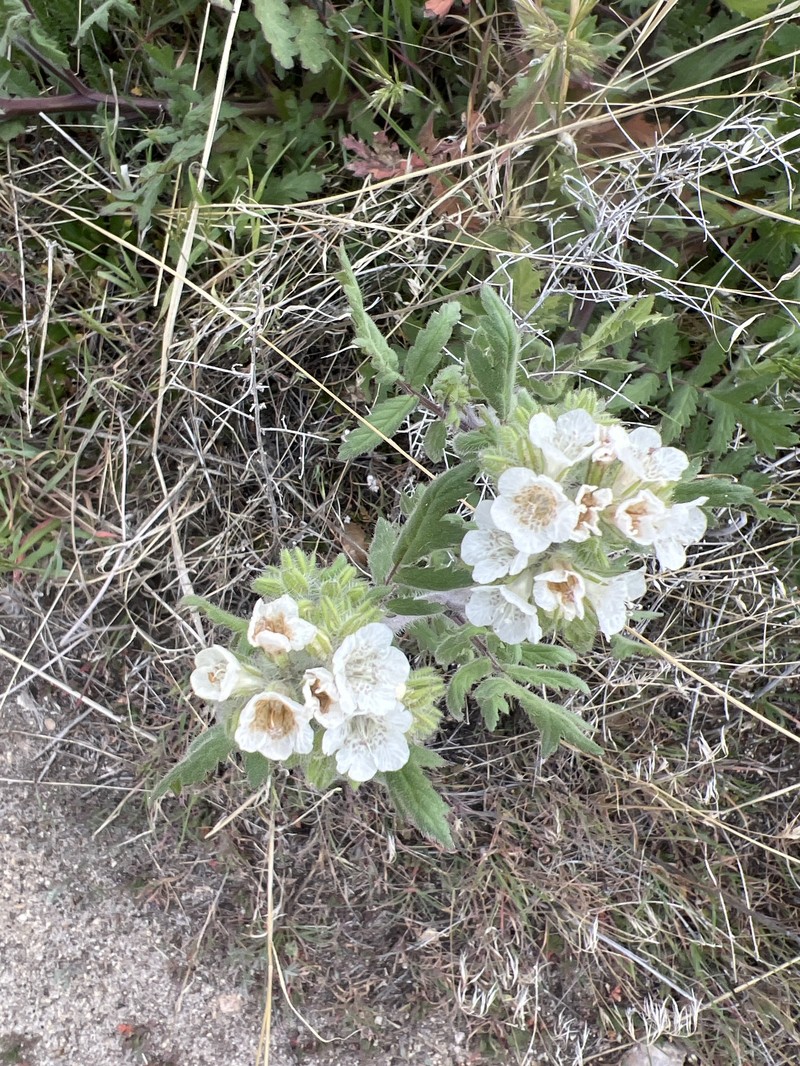 Phacelia cicutaria var. cicutaria photo 5
