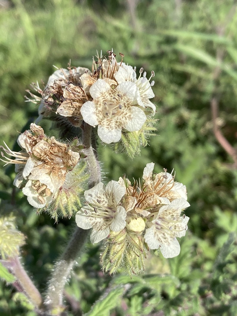 Phacelia cicutaria var. cicutaria photo 6
