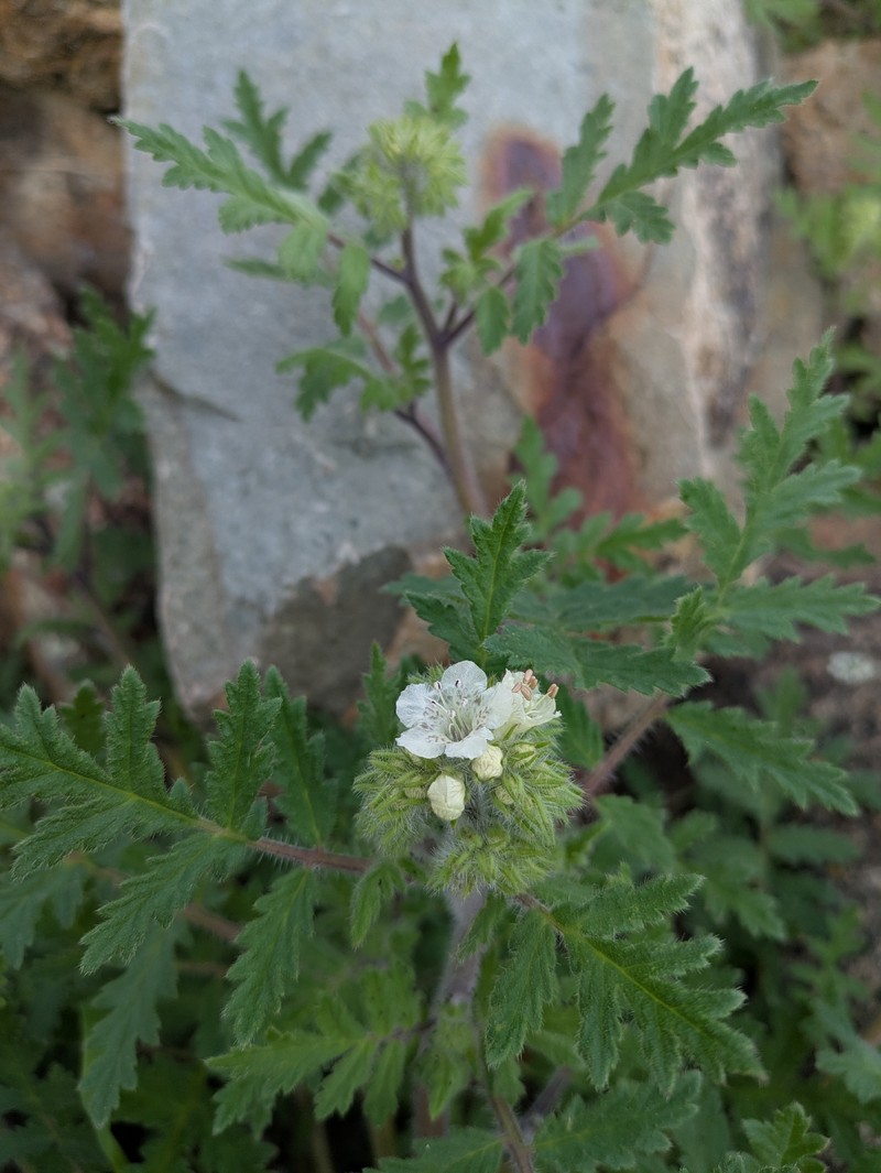 Phacelia cicutaria var. cicutaria photo 8
