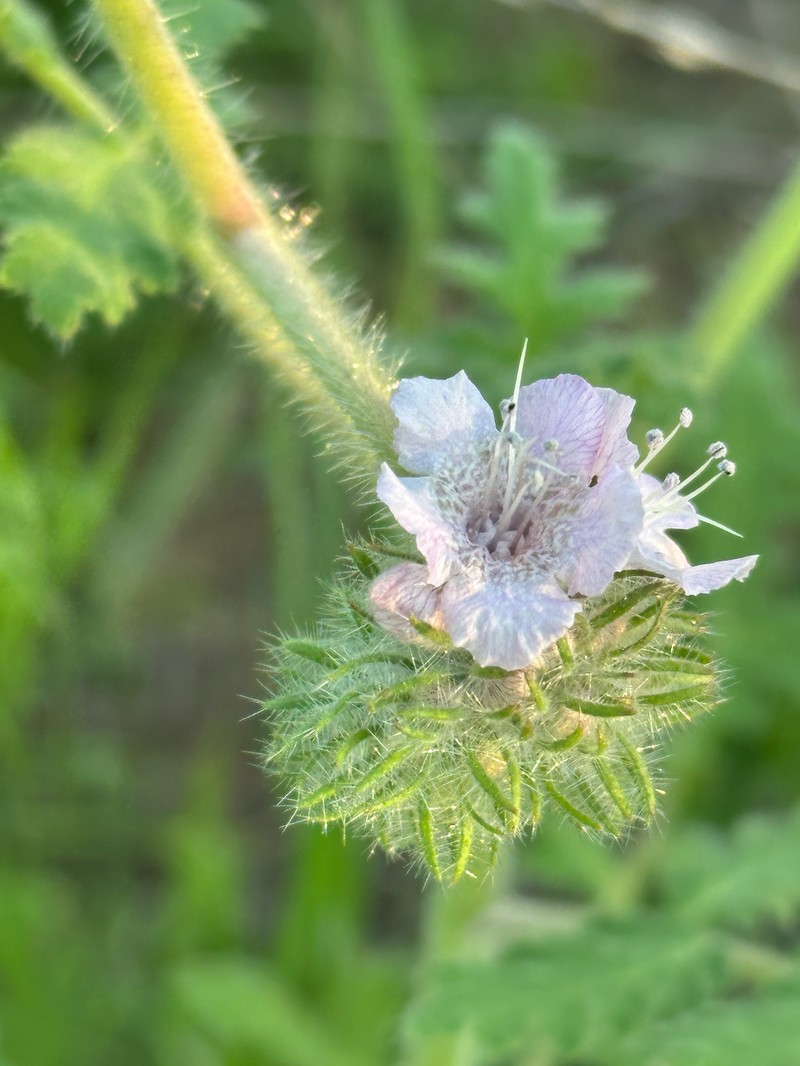 Phacelia cicutaria var. hispida