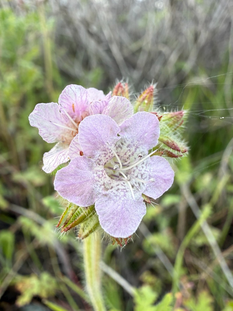 Phacelia cicutaria var. hispida photo 2