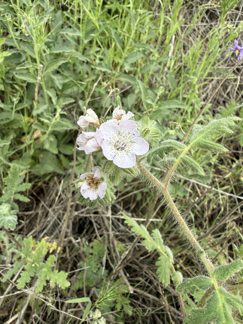 Phacelia cicutaria var. hispida photo 3