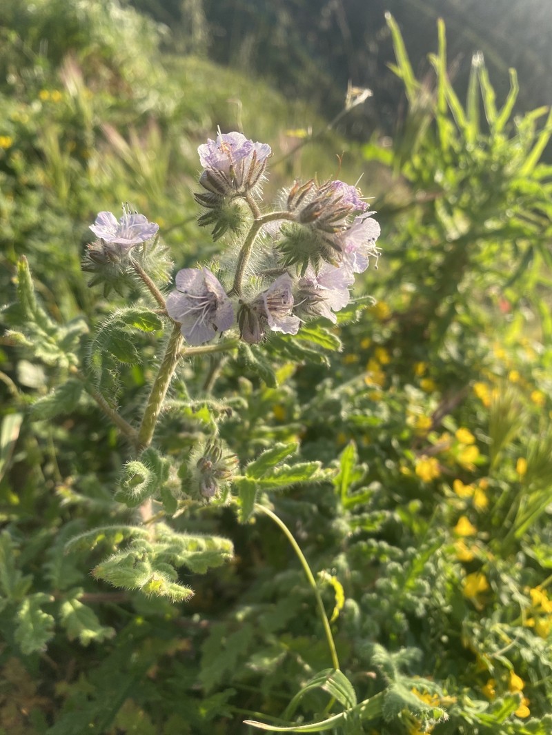 Phacelia cicutaria var. hispida photo 4