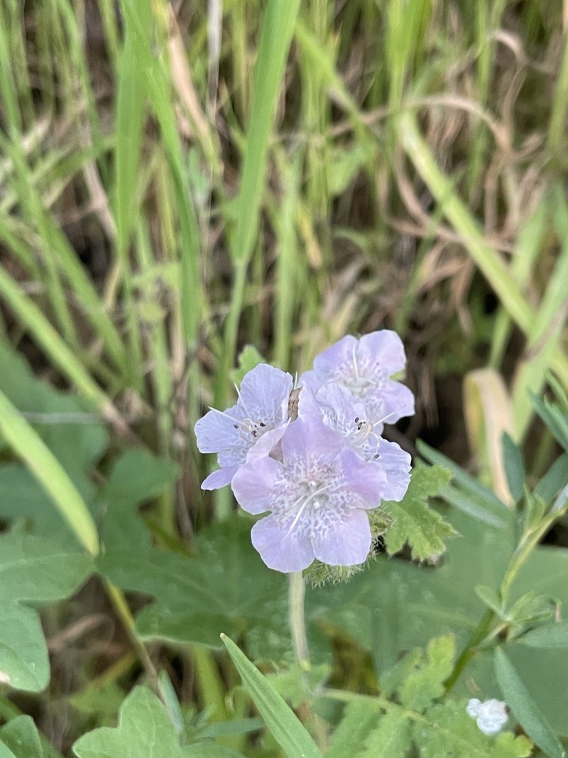 Phacelia cicutaria var. hispida photo 5